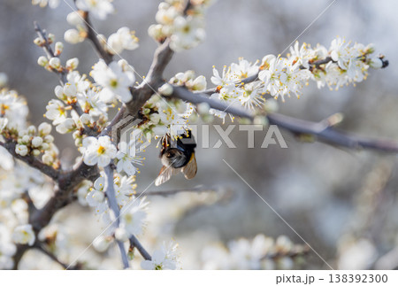 Bee pollinating white spring blossom on tree branch with soft bokeh background and natural pollination concept Bee pollinating white spring blossom on tree branch with soft bokeh background and natural pollination concept 138392300