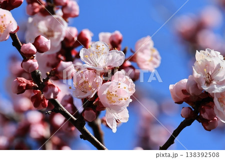 咲き始めたあんずの花 咲き始めたあんずの花 138392508