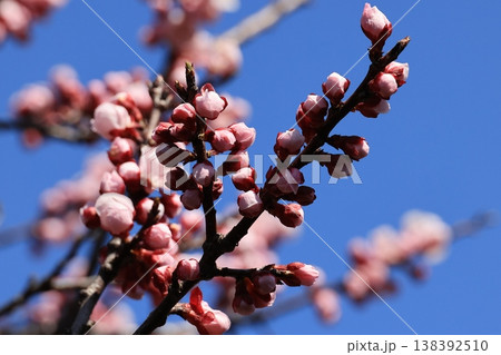 咲き始めたあんずの花 咲き始めたあんずの花 138392510