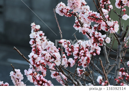 満開の杏の花 満開の杏の花 138392514