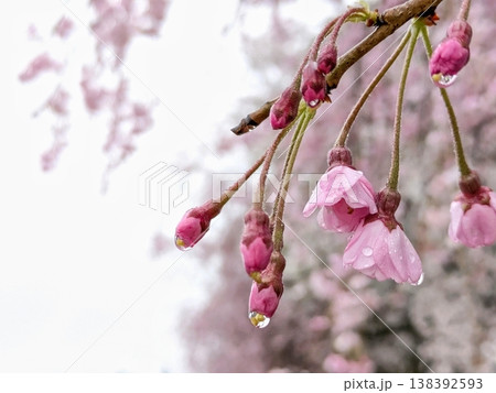 雨に濡れる枝垂れ桜の蕾と水滴 春の接写 雨に濡れる枝垂れ桜の蕾と水滴 春の接写 138392593