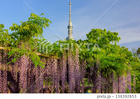快晴の朝日に輝く亀戸天神社の藤まつりと東京スカイツリーの風景 138392653