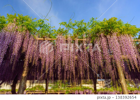 快晴の朝日に輝く満開の藤の花 亀戸天神社の藤まつり 快晴の朝日に輝く満開の藤の花 亀戸天神社の藤まつり 138392654