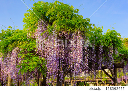 快晴の朝日に輝く満開の藤の花 亀戸天神社の藤まつり 138392655
