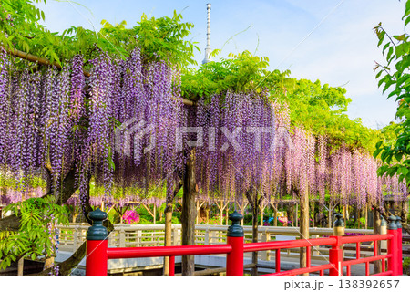 快晴の朝日に輝く亀戸天神社の藤まつりと東京スカイツリーの風景 快晴の朝日に輝く亀戸天神社の藤まつりと東京スカイツリーの風景 138392657
