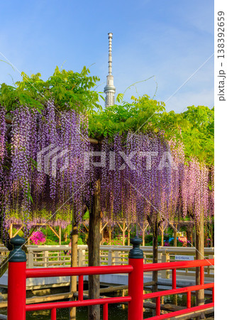 快晴の朝日に輝く亀戸天神社の藤まつりと東京スカイツリーの風景 138392659