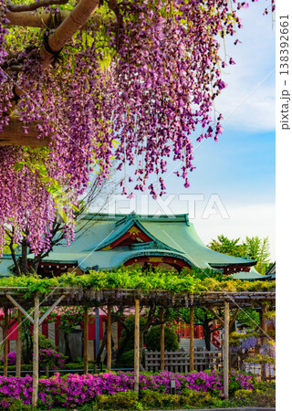 快晴の朝日に輝く満開の藤の花 亀戸天神社の藤まつり 138392661