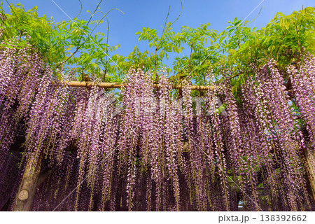 快晴の朝日に輝く満開の藤の花 亀戸天神社の藤まつり 快晴の朝日に輝く満開の藤の花 亀戸天神社の藤まつり 138392662