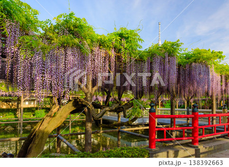 快晴の朝日に輝く亀戸天神社の藤まつりと東京スカイツリーの風景 138392663