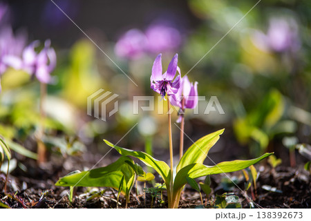 神奈川県相模原市　城山かたくりの里　かたくり満開の風景 138392673