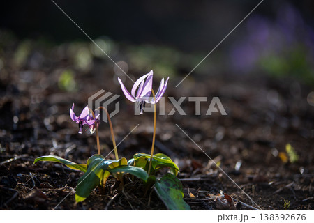 神奈川県相模原市　城山かたくりの里　かたくり満開の風景 138392676