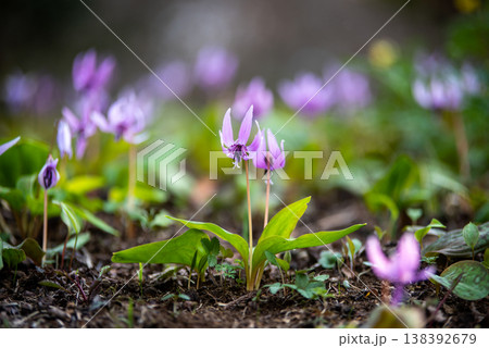 神奈川県相模原市　城山かたくりの里　かたくり満開の風景 138392679