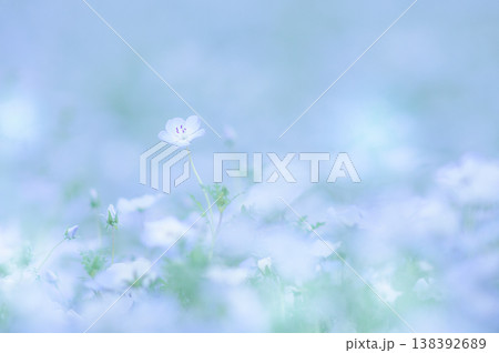 淡く青いネモフィラの花とつぼみ 138392689
