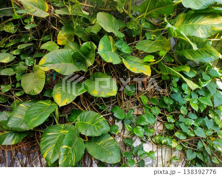 Heart-shaped variegated leaves climb densely lush, vibrant wall of tropical green vitality. 138392776