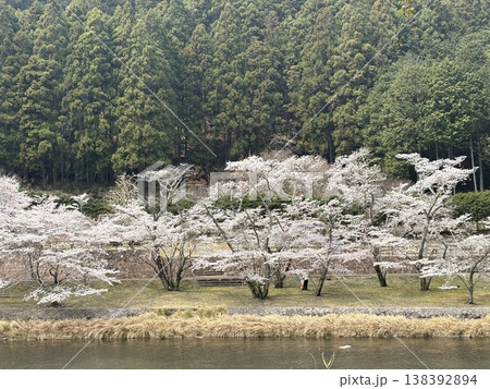 美杉の桜と名松線 川沿いの春の風景 138392894