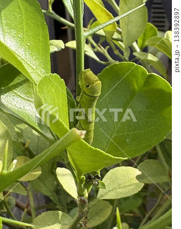 柑橘の葉に付くアゲハ幼虫 日本の昆虫 138392897