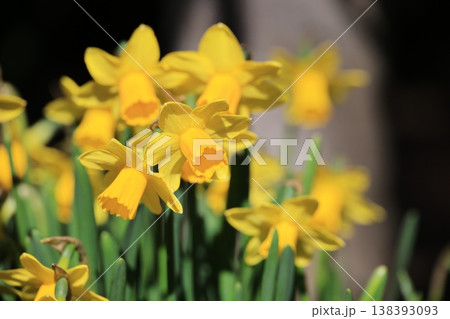 群生して咲いている水仙の花 138393093