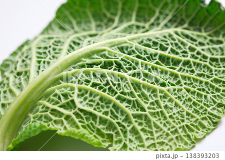 A leaf of a savoy cabbage closeup, the leaf veins and texture, macro 138393203