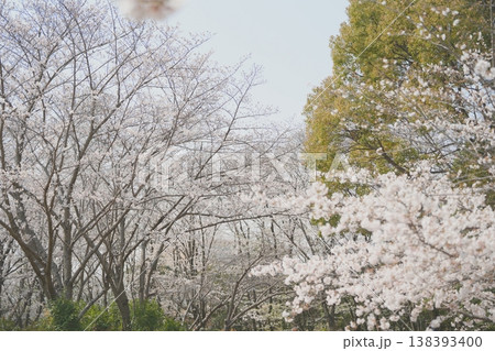 満開の桜並木と春の景色 満開の桜並木と春の景色 138393400
