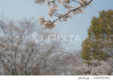 澄み渡る青空と桜の枝 138393401