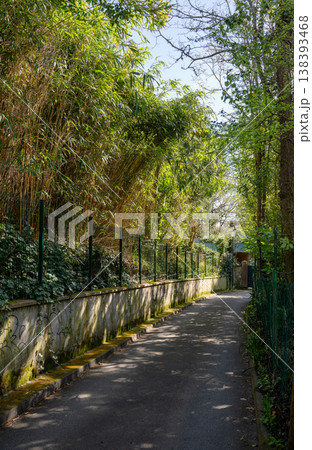Narrow pathway surrounded by lush green vegetation and trees with fence and sunlight shadows peaceful nature urban walkway concept Narrow pathway surrounded by lush green vegetation and trees with fence and sunlight shadows peaceful nature urban walkway concept 138393468