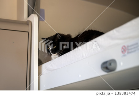Black and white cat resting on bunk bed indoors cozy home pet lifestyle concept Black and white cat resting on bunk bed indoors cozy home pet lifestyle concept 138393474
