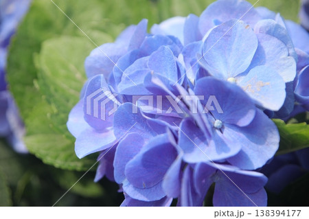 アジサイ 138394177