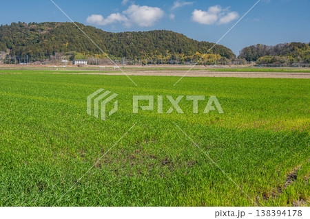 近江平野の麦畑　滋賀県近江八幡市安土 138394178