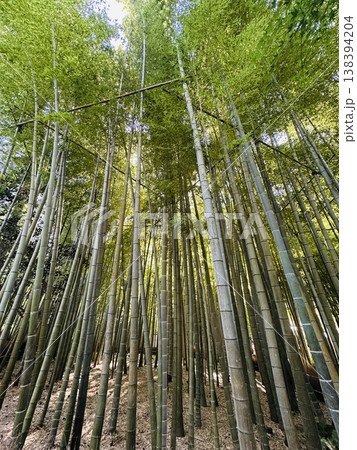 光が差し込む竹林の静寂 和の癒し風景3 光が差し込む竹林の静寂 和の癒し風景3 138394204