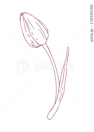 Closed tulip bud, hand-drawn line drawing, scribbles, linear art, vector 138394266