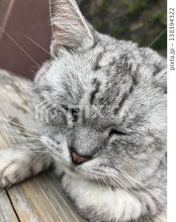 尾道の野良猫 138394322