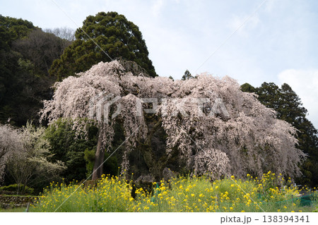 中越家のしだれ桜 中越家のしだれ桜 138394341