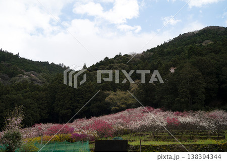 山に囲まれた花桃 138394344
