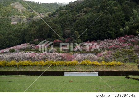 山に囲まれた花桃 山に囲まれた花桃 138394345