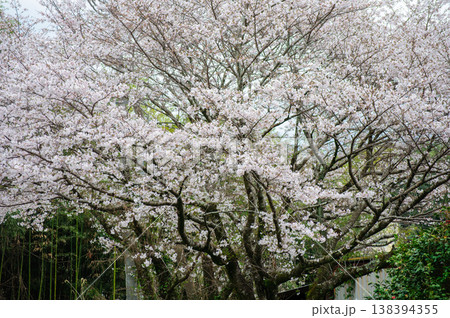 満開の桜が広がる春の風景 138394355
