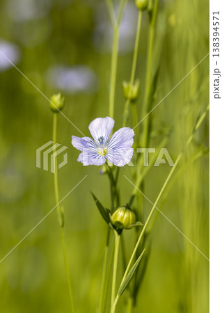 blue flax flowers in the field in the summer of the year in sunny weather, flax during flowering is covered with small few flowers, a plant for obtaining materials for industry 138394571