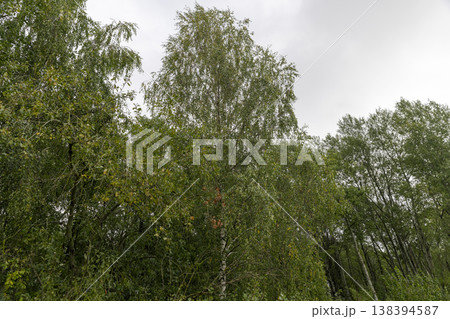 deciduous trees with green foliage in autumn in windy weather with clouds, tall different trees in the forest in autumn before the fall in eastern Europe 138394587