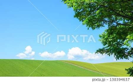 広い青麦の絨毯と爽やかな青空と白い雲の夏の北海道イメージ風景 広い青麦の絨毯と爽やかな青空と白い雲の夏の北海道イメージ風景 138394637