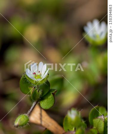 開花したハコベの白い花のクローズアップ 開花したハコベの白い花のクローズアップ 138394663