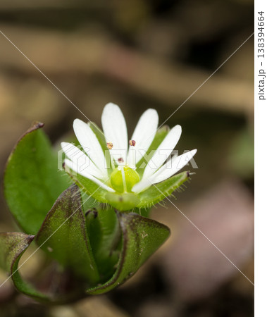 正面から捉えたハコベの小さな白い花 138394664