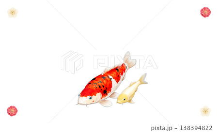 白背景に泳ぐ錦鯉と子鯉 梅の花を添えた和風シンプルイラスト素材 138394822