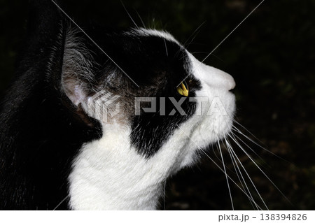 Close up of a black and white cat face looking at something in the distance 138394826