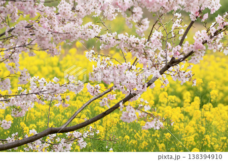 桜と菜の花畑 桜と菜の花畑 138394910