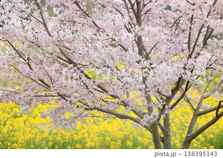 桜と菜の花畑 桜と菜の花畑 138395143