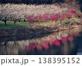 水面に映る梅園の白梅、紅梅 水面に映る梅園の白梅、紅梅 138395152