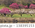 犀川沿いに咲く梅園の風景、まるで和を感じる 犀川沿いに咲く梅園の風景、まるで和を感じる 138395153