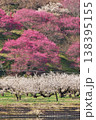 満開の紅梅・白梅 満開の紅梅・白梅 138395155