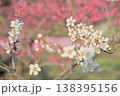 白い梅の花 白い梅の花 138395156