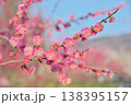 青空を背景にした紅梅の花 青空を背景にした紅梅の花 138395157