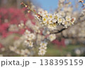 白い梅の花 白い梅の花 138395159